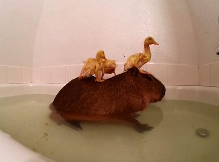 wldswd's tweet photo. 人気記事：【動画】仲良く一緒にお風呂に入るカピバラとアヒルの雛に癒やされる　http://t.co/2nW3QtxNZ1 http://t.co/EJYtvp3hG7
