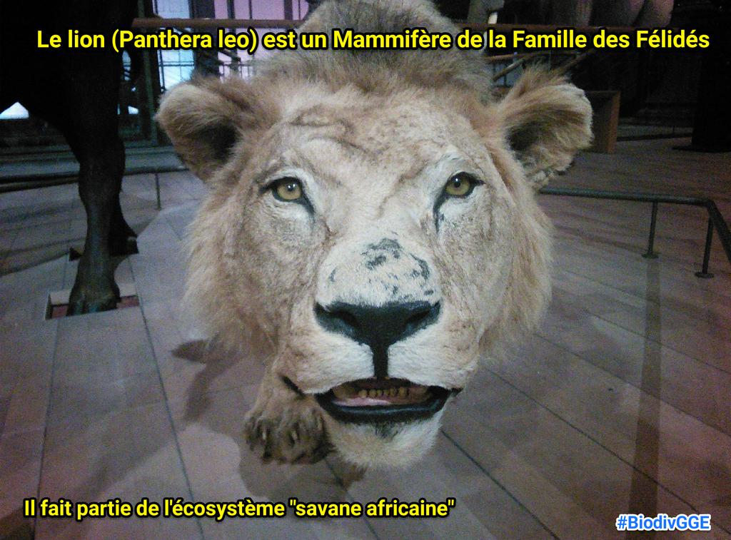 SVTSugerTab3's tweet photo. Le lion, une espèce qui vit dans la savane africaine #espèce #BiodivGGE http://t.co/psSSXxlDF9