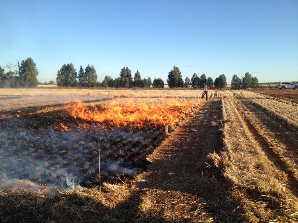 agrobaz's tweet photo. Massive windrows makes controlled burning hard #sunvale #fallow everything bigger at @farmingfitz @IgemIan http://t.co/BAH9K6hZ9h