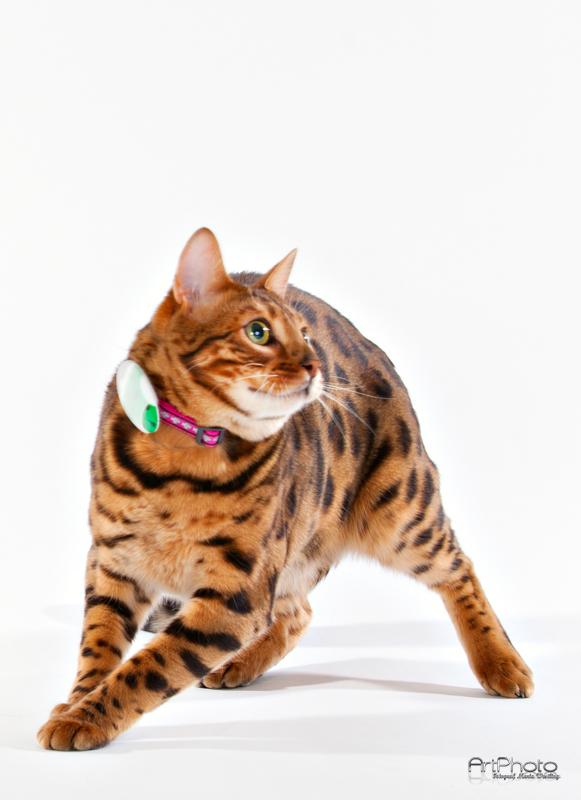 infoSmartCat tweet picture