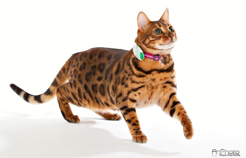 infoSmartCat tweet picture
