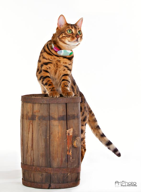 infoSmartCat tweet picture
