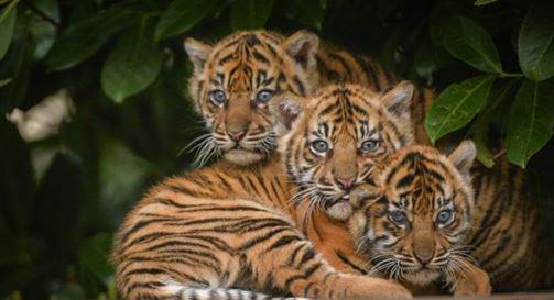 JeJoyce27's tweet photo. Tigers ready to pounce.,. http://t.co/hXDRQexaD6
