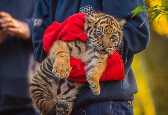 JeJoyce27's tweet photo. Tigers ready to pounce.,. http://t.co/hXDRQexaD6