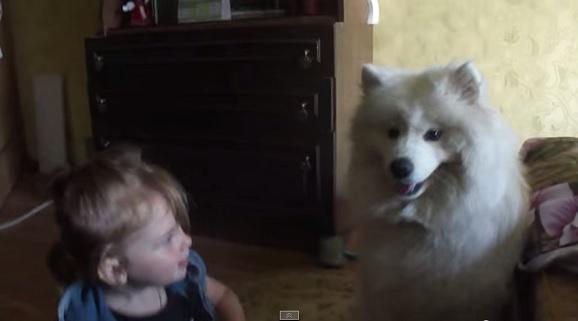 wldswd's tweet photo. 人気記事：【動画】サモエドからの連続キスに喜ぶ女の子が可愛い　http://t.co/f6pqF1tkRF http://t.co/nmUDy18riq
