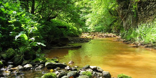 WildlifeTrusts's tweet image. Embark on a primitive adventure this wknd with @teeswildlife's humid Saltburn Gill &amp;gt; wtru.st/1yi8Jg1