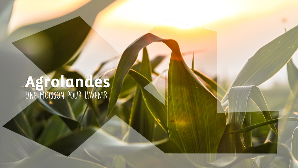 Les Landes en avant tweet media