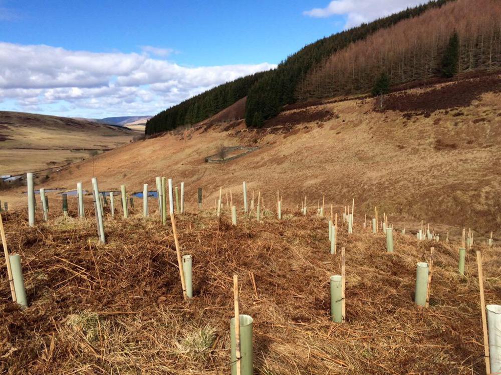 PhoenixFutures1's tweet photo. Great work @Phoenix_Scot and @JohnMuirTrust. 300+ trees planted today for #PhoenixForest http://t.co/naGpcECdhO