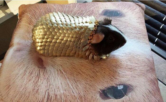 TheLoungeMF's tweet photo. yoyo check out this #fridaybling on the #guineapig http://t.co/Pum9Bd8Xlh