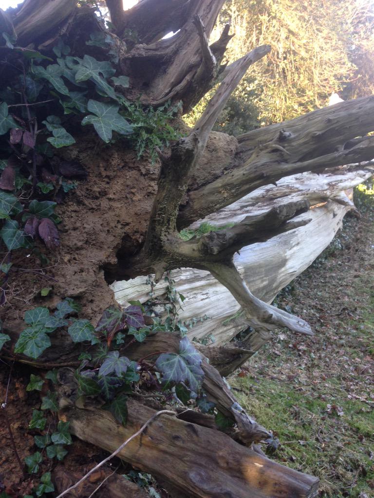 crowtreetheatre's tweet photo. "Be not afeard. The Isle is full of strange noises/Sounds and sweet airs" #crowtree #Markwickgdns #TheTempest http://t.co/c82TTDTY3s