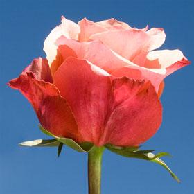 GlobalRoses's tweet photo. #Enjoy breathtaking #variations of #color that bring the #sunset to you.
https://t.co/I0z0HY3r1F http://t.co/miiWoHxbmC