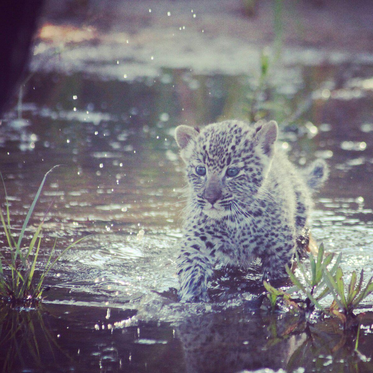 Leopard cub tentatively splashes through water with great concentration #leopards #cute #nature #conservewildlife