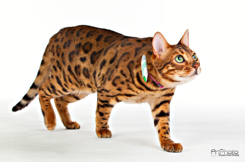 infoSmartCat tweet picture