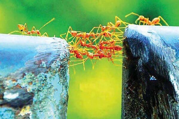 _Paisajes_'s tweet photo. Aprendamos de las hormigas. ''Trabajar en equipo, divide el trabajo y multiplica los resultados'' Feliz semana santa. http://t.co/fQPjuPXYea