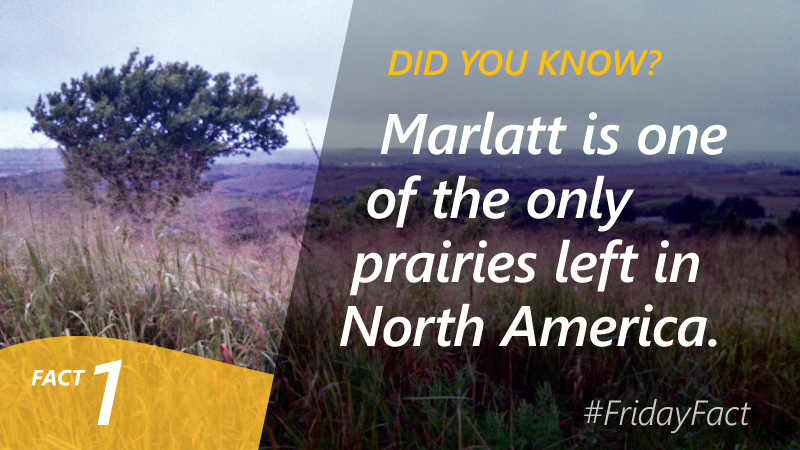 LArchive2015's tweet photo. Follow @Larchive2015 to receive weekly fun facts about Manhattan's landscapes! #FridayFact #LarchiveMHK #CELA2015 http://t.co/dLuOLbOBFv