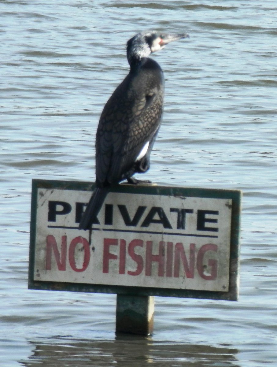 #Cormorant spotted on 'No Fishing' sign near <a href="/Chich_Marina/">Chichester Marina - Old Account</a> today! Great place to #walk or #cycle on the #SalternsWay.