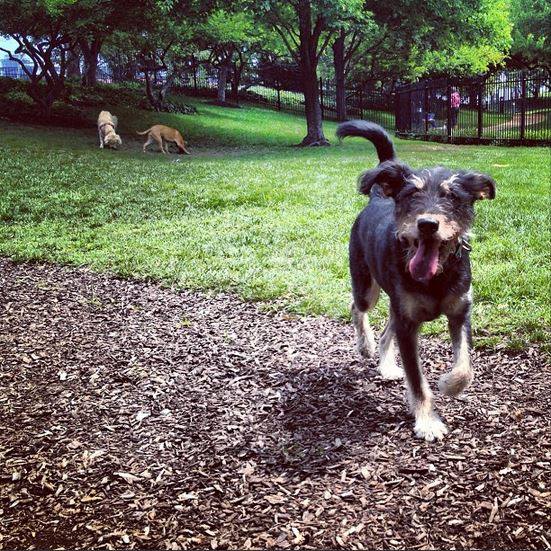 jenhobin's tweet photo. Check out Purina's #Spring Pinterest board for great pics and tips http://t.co/88VImxgqHw #PurinaEMP http://t.co/ZJdnKT0zAF
