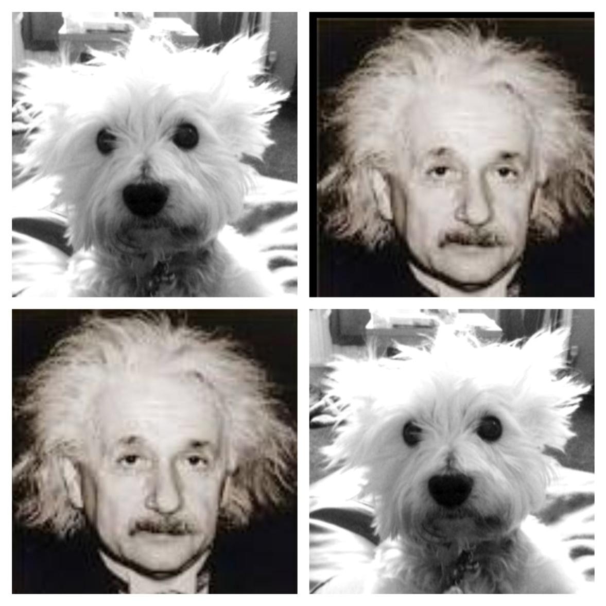 BraveWinston's tweet photo. I think u no which ones the genius http://t.co/eONDCaSqIq