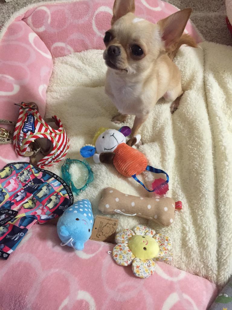 buggooflequio's tweet photo. Can't pick the only one toy...
一個しかダメって怒られたよ（ ｉ _ ｉ ）
おやしゅみ。

#dog #chihuahua #cute #犬 #仔犬 #チワワ http://t.co/5aRj1PoQWR