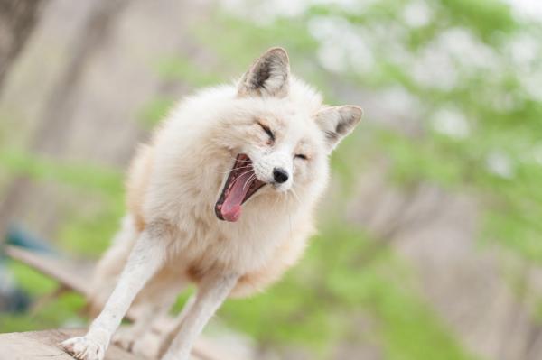 狐画像 (@kitunegazou) on Twitter photo 