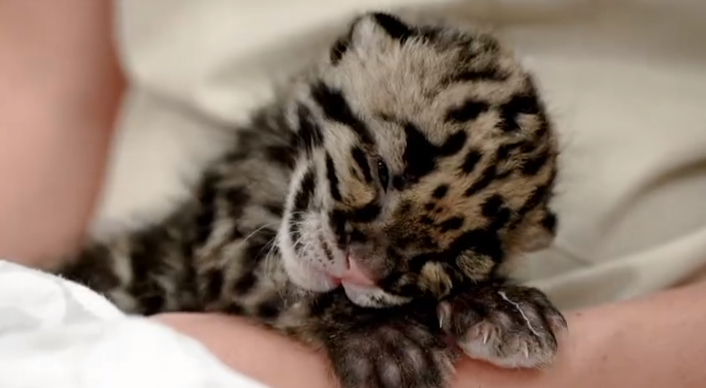 AnimalPlanet's tweet image. Stop everything that you're doing and watch this baby leopard take a nap &amp;gt;&amp;gt; ow.ly/KQX7W