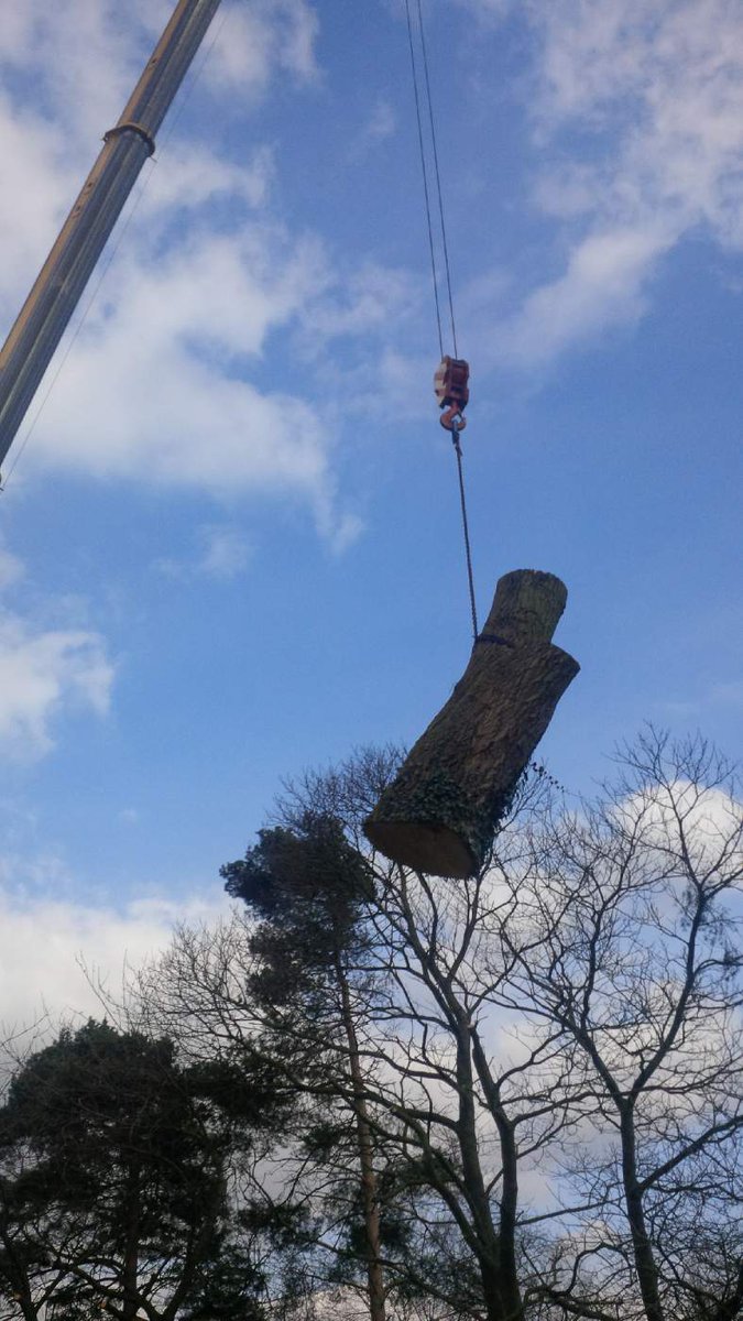 TreeManWolfe's tweet image. Last piece of the day 2 and a half tonnes of softwood there a nice big black poplar to end the week