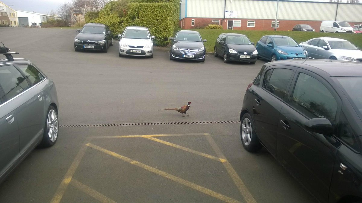LionFPG's tweet photo. Lion FPG's new company mascot over at the Four Ashes Site, he just won't go away. http://t.co/ros0GkG8n9