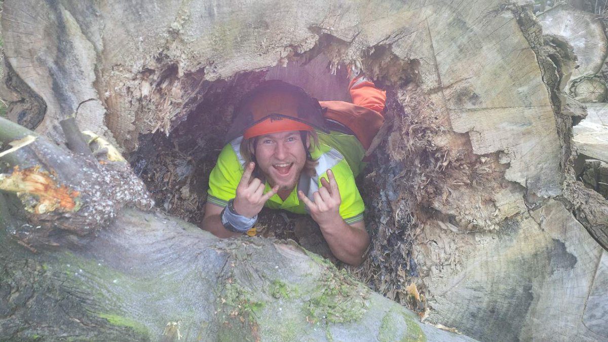 TreeManWolfe's tweet image. Found myself another little hidey hole this time in a trunk... I want to take it home and make it my bed