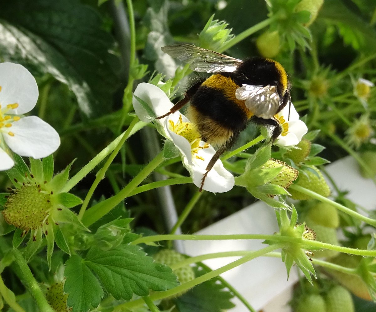 HHPFarming's tweet photo. Bertie (one of our trained pollinators) working very hard http://t.co/oZ2yAPUt1k
