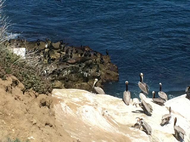 paulkruegersd's tweet image. Sea lions, cormorants at La Jolla Cove are in the spotlight. Judge will decide who cleans up their mess. #nbcsandiego
