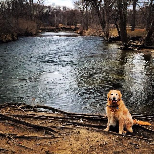 OakGov's tweet photo. Check out Dakota, a gorgeous #goldenretriever who's loving life at #YatesPark! Thanks for sharing @natannepiccolo. http://t.co/QRtpbC0CEf