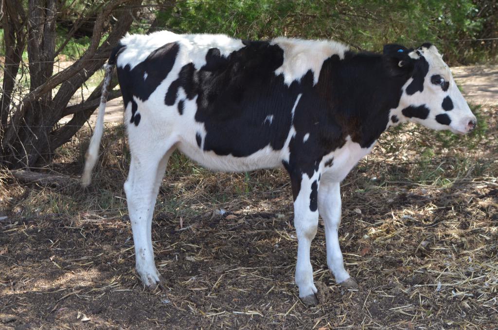 polepositiongen's tweet image. One of the oldest daughters of 506HO118 Ryker in Australia @westdama @FunWithBulls @SDBreeders