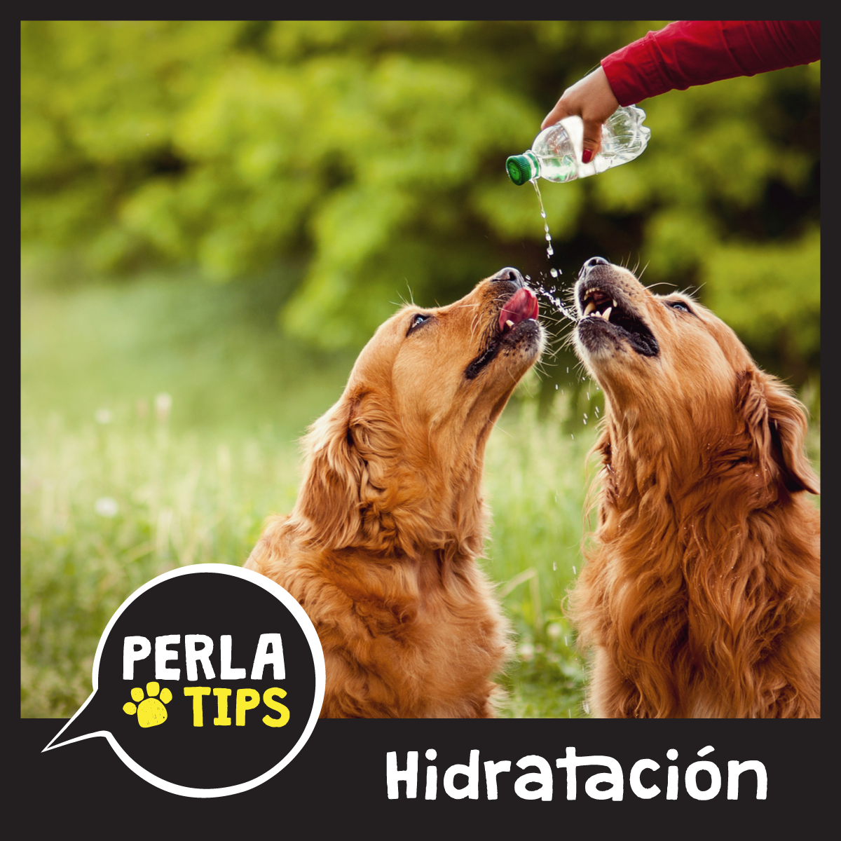 PerlaPelicula's tweet photo. PerlaTips: Recuerda que siempre debemos tener agua fresca disponible para tomar #PerlaTips http://t.co/eDAuyOwhwo