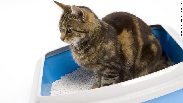 Marlenebratt's tweet photo. ¿Es peligroso el popó de gato? ¡Alerta! Mira las respuestas en el siguiente informe.
==> http://t.co/JLLNc8JtSh http://t.co/jjvxiIMDwA