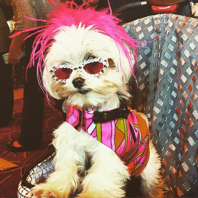 PetPure's tweet image. Look at this cutie. One of the cast members of Wienerdog Internationals. Pet Pure was the … ift.tt/1G0eUeX