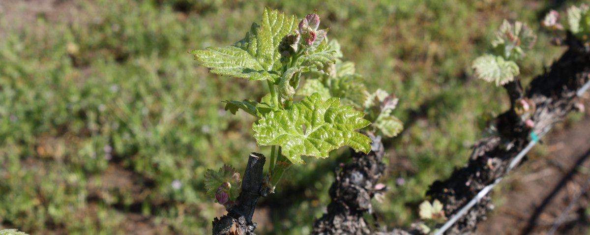 Bud beak is well underway, bring on the 2015 vintage!