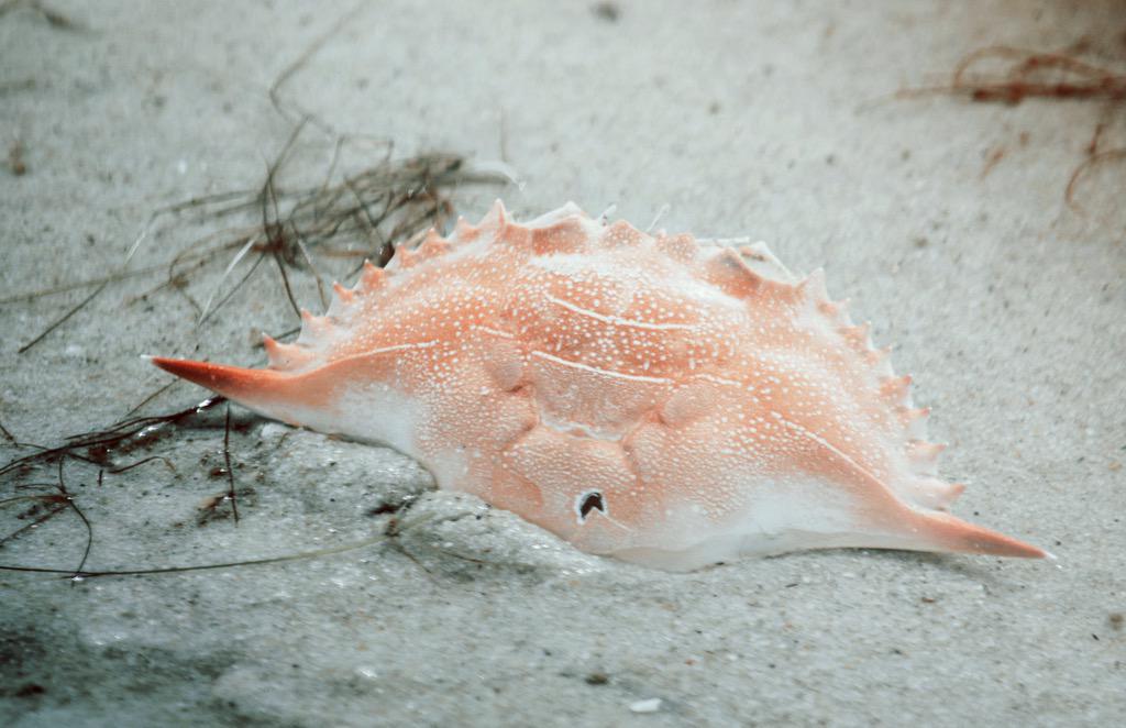 ashleyhallphoto's tweet image. Crab shell on a beach at Hughlett Point #marsh #beach #crabshell #sand