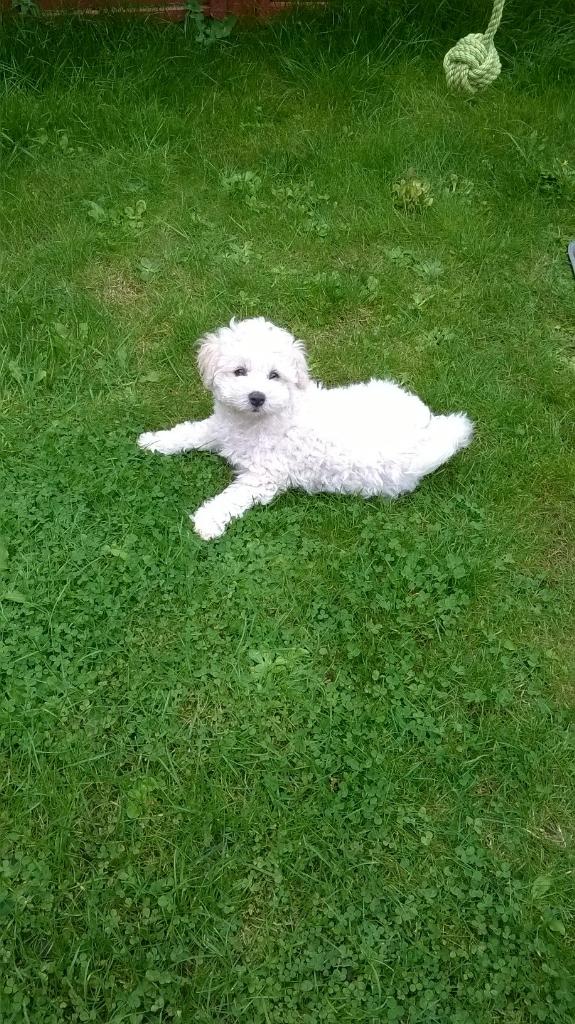 marzymilzz23's tweet photo. Doggie! Her name is Elsie! http://t.co/CtOueFzUoc