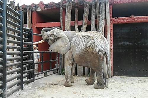 El_Universal_Mx's tweet image. Muerte de elefanta en Zoo de Morelia genera protestas eluni.mx/1a0e2vb