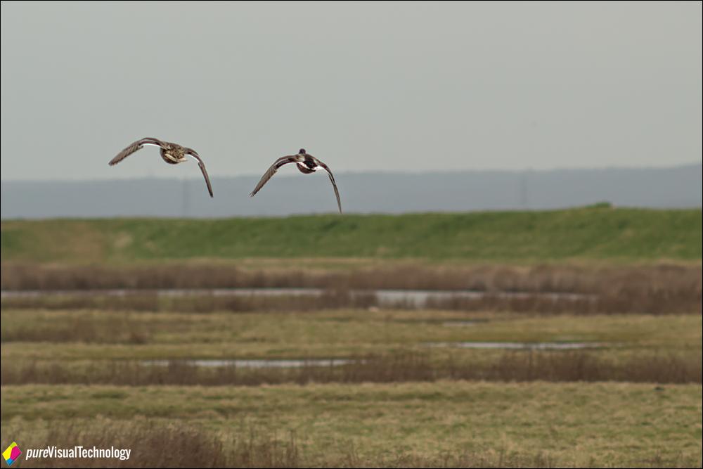 pureVT's tweet photo. #Elmley National Nature Reserve #birds #BONUS http://t.co/VGvF9TyYHd