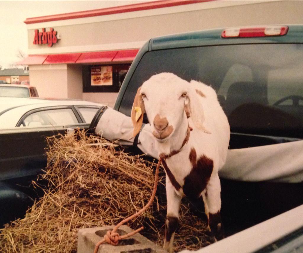 CKintzer's tweet photo. Hungry #hungry #goat #arbys #straw #cementblock http://t.co/cORPHpzGW6