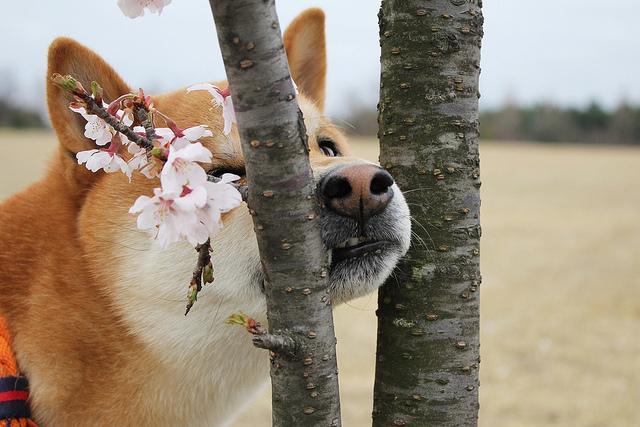 9GAGCute's tweet photo. Spring is here!! #9gagcutedog http://t.co/WMcAK61pKB