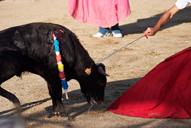 IgualdadAnimal's tweet photo. En las #becerradas torturan y matan a bebés de pocos meses de edad. Di #NO a esta barbarie. #TauromaquiaAbolición http://t.co/2a4khl2lte