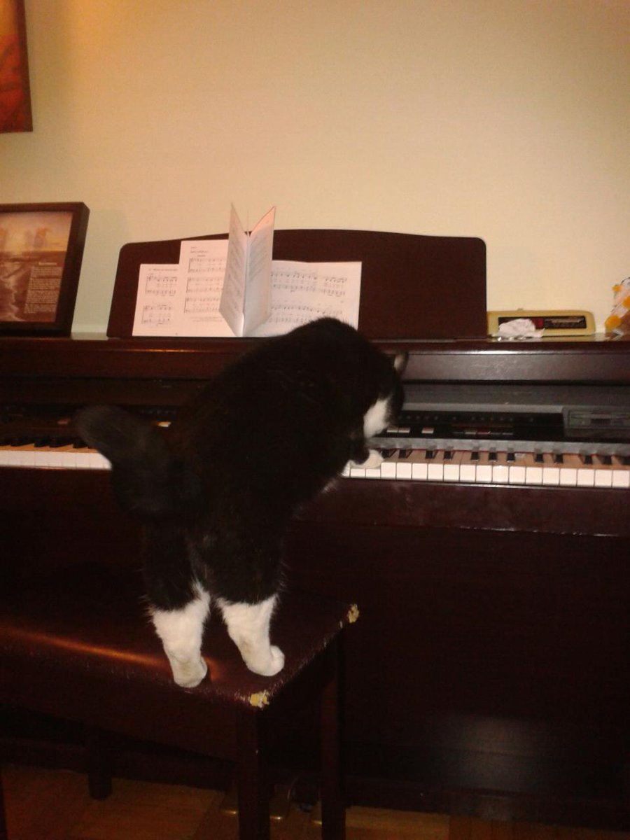 ShalomtheCat's tweet photo. Shalom wishes his feline friend a #happybirthday #CatsOfTwitter #cats #animals #animalsdaily  https://t.co/YWLHiOFIsU http://t.co/0wY6HgqWKM
