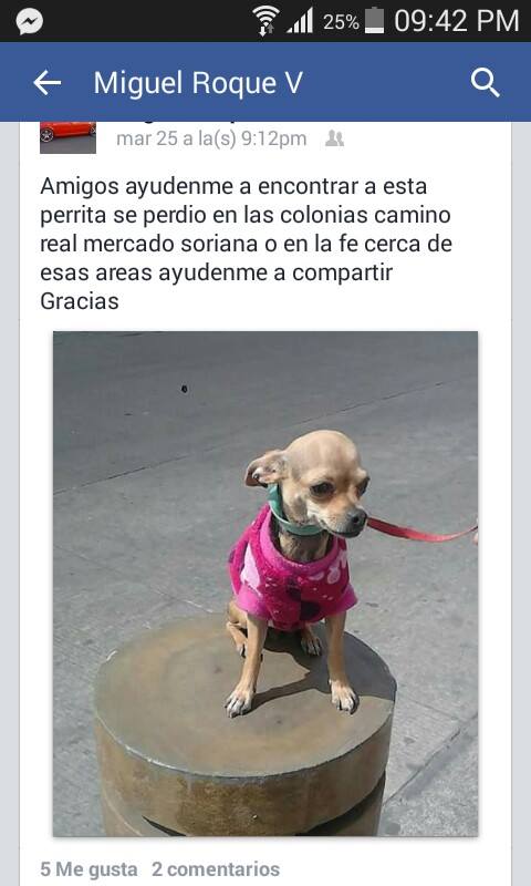 JavierRooque's tweet photo. @soysofimayen me ayudas a difundir para encontrar a mi perrita por favor se extravió en Guadalupe Zac http://t.co/ZRATMv5OdZ