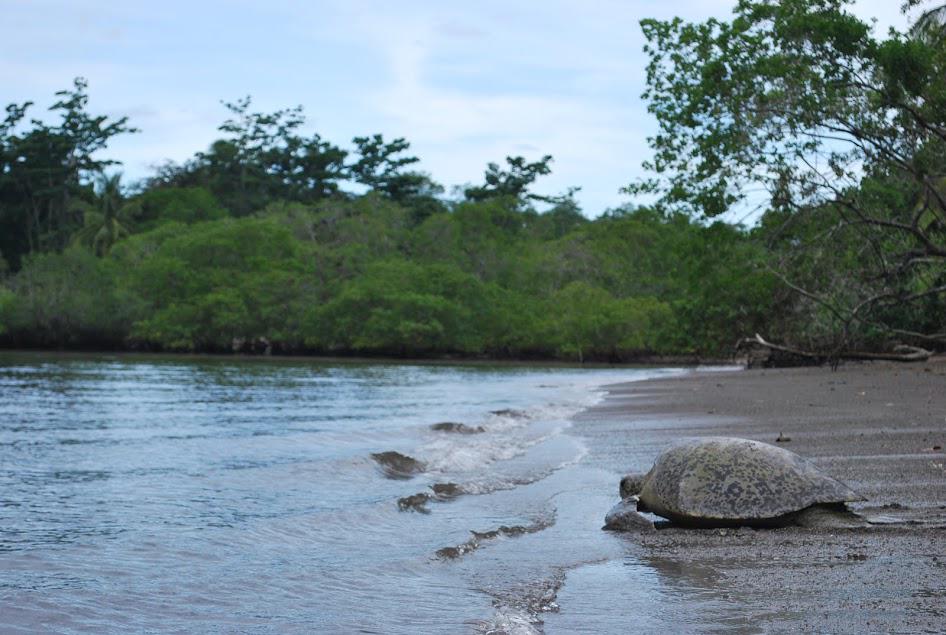 SEE Turtles tweet media