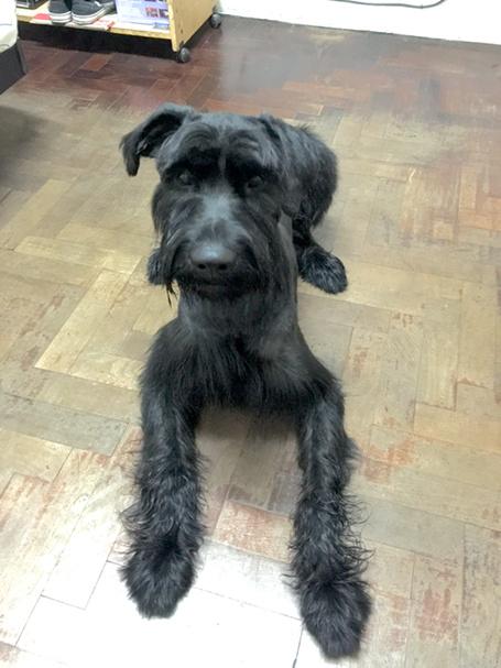 EmilioTity's tweet photo. Oz y su nuevo corte de pelo!!!❤️ http://t.co/BGYuS4doL7