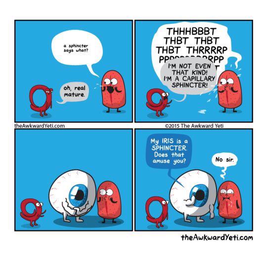 jcharnishcurrie's tweet photo. Sphincters are fascinating muscles. #pyloric #cardiac #bonusquestion? http://t.co/Y99NG7Xlq9