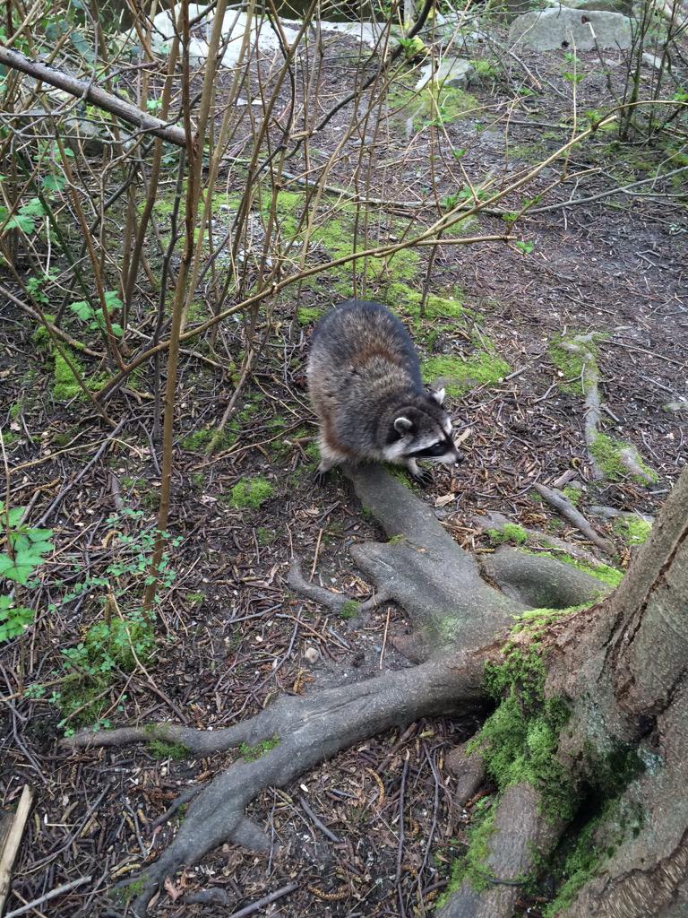 UofGJohnFinch's tweet photo. A final flourish with @EFMDNews #EFMDextrel - Its Racoon Time @UGBSGlasgow @ALOudinot_GEM #RacoonTime http://t.co/HEiFayJ6pc