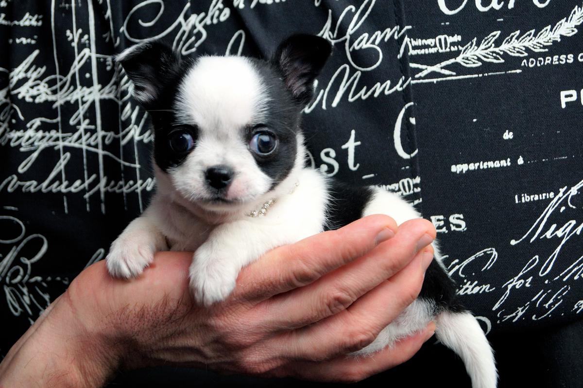 9GAGCute's tweet photo. Awww baby hold me tight! #9gagcutedog http://t.co/IrxNirvRqf